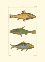 Freshwater Fish IV
