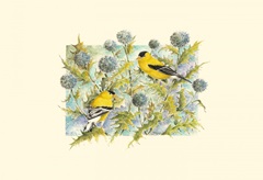 Goldfinches