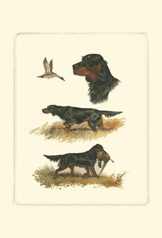 Gordon Setter