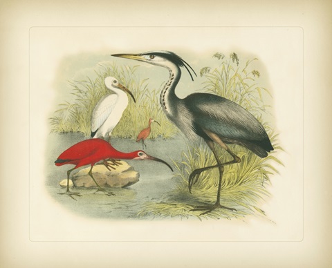 Heron and Ibis