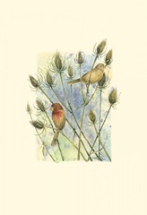 House Finches