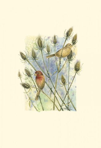 House Finches