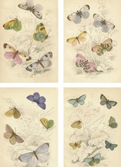 Jardine Butterflies