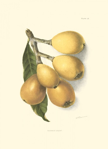 Loquat