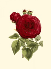 Magnificent Rose I