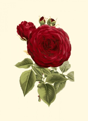 Magnificent Rose I