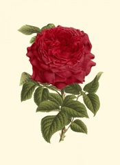 Magnificent Rose II