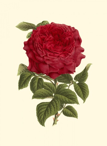 Magnificent Rose II