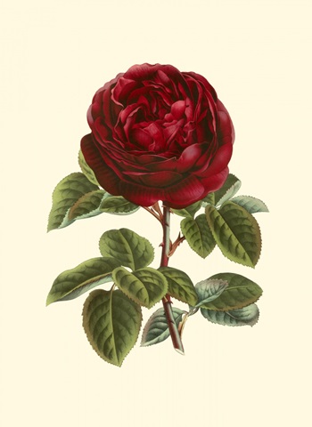 Magnificent Rose III