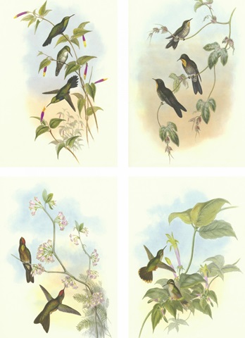 Miniature Gould Hummingbirds