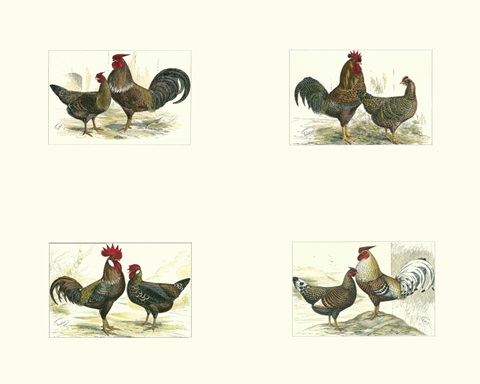 Miniature Roosters