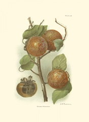 Persimmon I