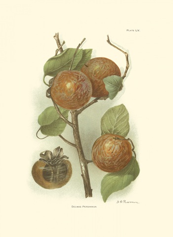 Persimmon I