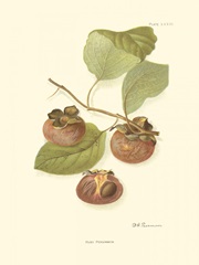 Persimmon II