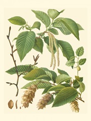 Pinecones and Foliage I
