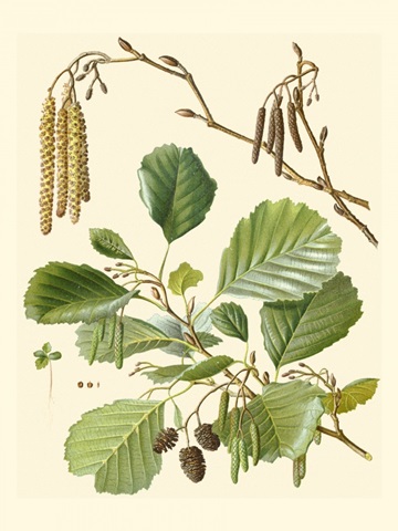 Pinecones and Foliage II