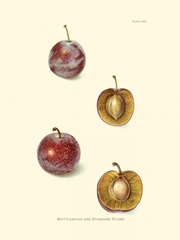 Plums II