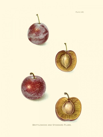 Plums II