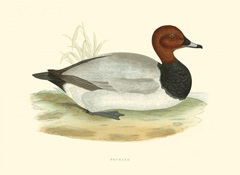 Pochard