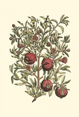 Pomegranate Tree Branch