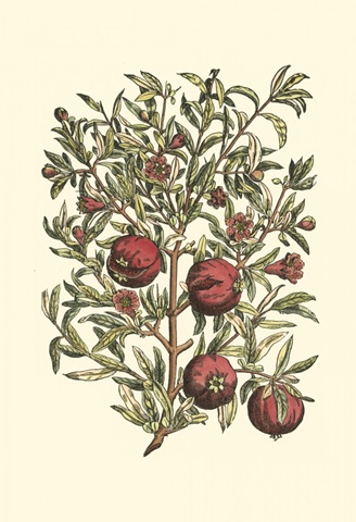 Pomegranate Tree Branch