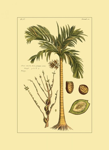 Printed Exotic Palm V