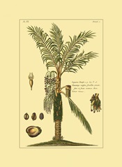 Printed Exotic Palm VI