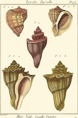 Pyrule Shells, Pl. 434