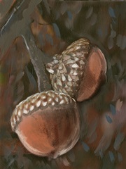 Quercus Palustris II