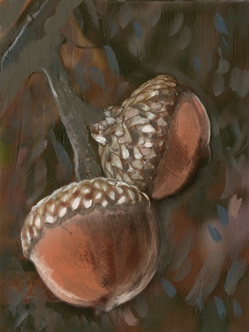 Quercus Palustris II