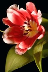 Red Tulip I