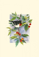 Red-Breasted Grosbeak