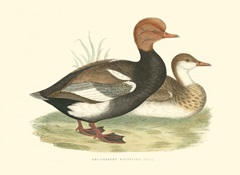 Red-Crested Whistling Duck