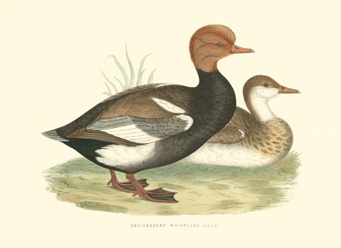 Red-Crested Whistling Duck