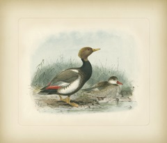 Redcrested Pochard