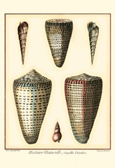 Redoute Shells I