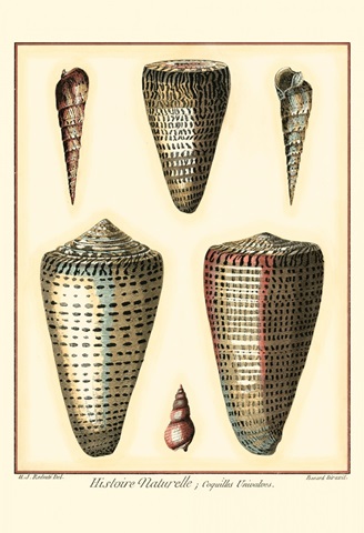 Redoute Shells I