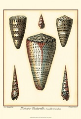 Redoute Shells II