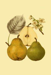 Ripe for Harvest III