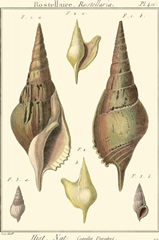 Rostellaire Shells, Pl. 411