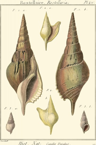 Rostellaire Shells, Pl. 411