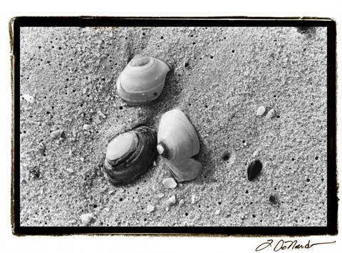 Sand Treasures V