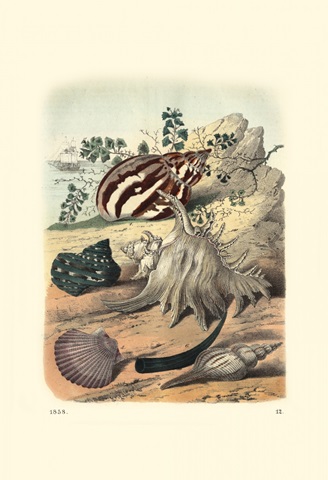 Shell Composition II