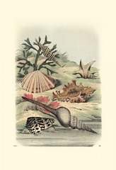 Shell Composition III