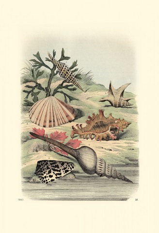 Shell Composition III