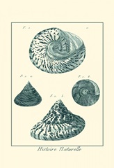 Shells in Aqua IV