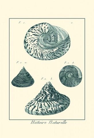 Shells in Aqua IV