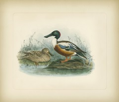 Shoveler