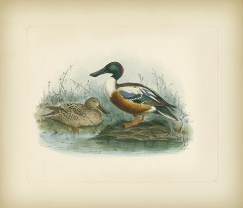 Shoveler