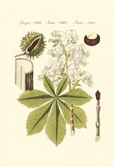 Small Bertuch Horse Chestnut